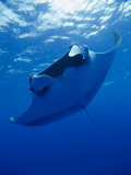 Brian J. Skerry - A Manta Ray Glides under the Surface of the Ocean - Fotografik Baskı