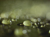 Rain Drops Landing on a Green Surface Photographic Print