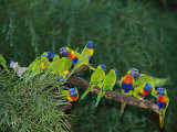 Brightly Colored Lorikeets Perch on a Tree Branch Photographic Print