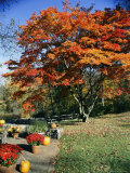 Japanese Maple Trees (Acer Palmatum) in a Garden Photographic Print