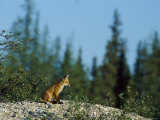 A Juvenile Red Fox in a Boreal Forest Photographic Print