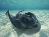 A Southern Stingray Swims Close to the Ocean Floor Photographic Print by Bill Curtsinger