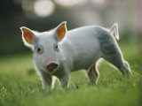 Close View of a Young Pig Photographic Print
