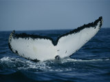The Tail of a Humpback Whale Slides into the Water Photographic Print
