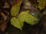Poison Ivy Has Three Leaves Photographic Print by Stephen Alvarez Poison Ivy Has Three Leaves Photographic Print by Stephen Alvarez