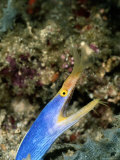 A Brilliant Blue and Gold Ribbon Eel Photographic Print