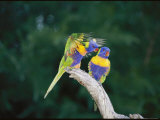 Brightly Colored Lorikeets Perch in a Tree Photographic Print