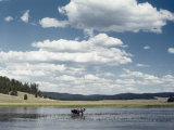 A Bull Moose Wades Through a Lake Where He Has Come to Feed on Aquatic Plants Photographic Print by Dr. Maurice G. Hornocker