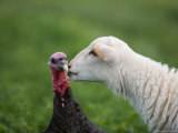 A Katahdin Lamb Gives a Bronze Turkey a Kiss on a Farm in Kansas Photographic Print