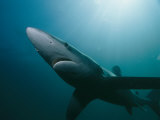 A Blue Shark off the Coast of Rhode Island Photographic Print by Brian J. Skerry