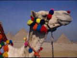 The Pyramids of Giza are Framed by the Brightly-Tassled Head of a Camel Photographic Print by Stephen St. John