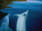 Two Bottlenose Dolphins Swimming Just Below the Waters Surface Photographic Print