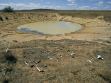 Scattered Bones Bleached by the Sun Lie Near an Evaporating Watering Hole Photographie