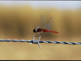 Close View of an Insect Perched on Barbed Wire Photographie