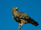 A Tawny Eagle Perches on a Limb Photographic Print