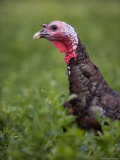 A Bronze Turkey at a Farm in Kansas Photographic Print