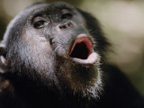 Chimpanzee Vocalizing in Gombe Stream National Park Photographic Print