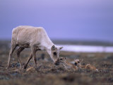 A Barren-Ground Caribou Mother Tends to Her Young Photographic Print