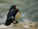 Mandarin Duck Photographic Print by Vlad Kharitonov