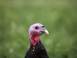 A Bronze Turkey at a Farm in Kansas Photographic Print