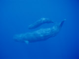 A Sperm Whale Mother Swims with Her Calf Photographic Print