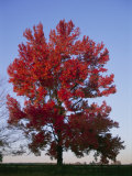 A Colorful Tree Catches the Last Light from the Setting Sun Photographic Print by Stephen St. John