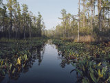 View of Black Swamp Water Covered with Water Lilies and Bordered by Cypress Trees Fotografisk trykk av Joseph H. Bailey