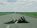 The Carcass of a Marabou Stork Run over as He was Trying to Cross the Nata Road Photographic Print