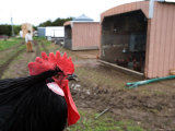 A Minorca Rooster at a Farm in Kansas Photographic Print by Joel Sartore
