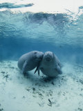 An Underwater Shot of a Pair of Florida Manatees Fotografisk tryk af Brian J. Skerry