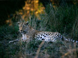 Adult Female African Leopard Photographic Print by Nicole Duplaix