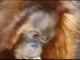 A motion-blurred portrait of a young orangutan Lámina fotográfica A motion-blurred portrait of a young orangutan Lámina fotográfica