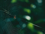An Orb-Weaver Spider and its Web Sparkle in the Sunshine Photographic Print