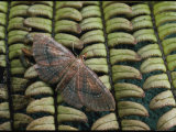 Close-up of a Moth Resting on a Fern Leaf Photographic Print