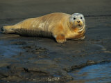 A Seal Basks on the Delta Mud Photographic Print
