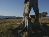 A Cow is Framed by a Tree Trunk with a Hole Burned Through It Photographic Print by Sam Abell