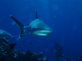 A Pair of Whitetip Reef Sharks Cruise a Reef Near a Diver Photographic Print