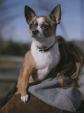 A Pet Chihuahua Rides on its Owners Shoulder Photographie
