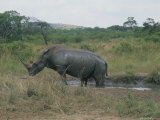 A White Rhinoceros and Her Baby Bathe in the Mud on a Hot Day Photographic Print