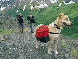 A Couple Hikes with Their Dog Along the Crow Pass Trail in Alaska Photographic Print by Rich Reid