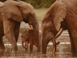 African forest elephants drink from a water hole Lámina fotográfica African forest elephants drink from a water hole Lámina fotográfica