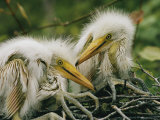 Juvenile Egrets in the Nest Photographic Print