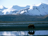 A Grizzly Bear Walks on a Mud Flat Photographic Print by Joel Sartore