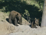 Female Bear and Cub Photographie