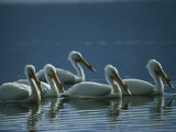 A Group of American White Pelicans Floats in the Water Photographie