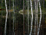 A Stream at High Water in a Woodland of Mixed Birches and Evergreens Photographic Print by Mattias Klum