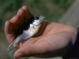 A Young Fisherman Holds a Small Bluegill in His Hands Photographic Print by Brian Gordon Green