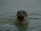 A Seal Pokes its Head out of the Water Photographic Print