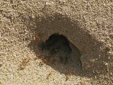 Ants in Their Nest Photographie