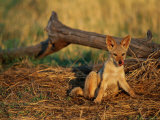 Juvenile jackal Lámina fotográfica